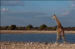 Girafa en Etosha